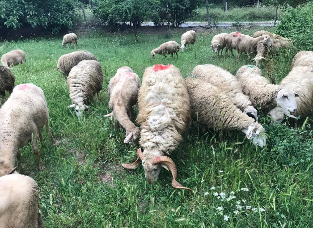 Kadıköy Adak Kurban