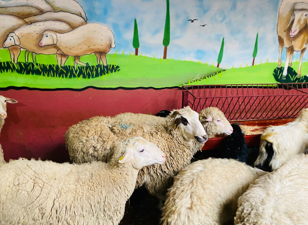 Kadıköy Caferağa Adak Kurban