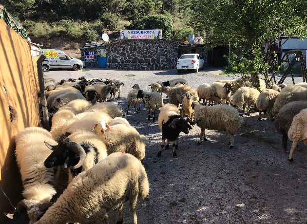 Ataşehir Yeni Çamlıca Adak Kurban