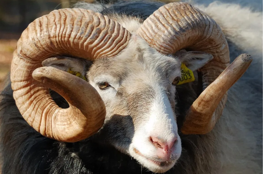 ADAK KURBAN